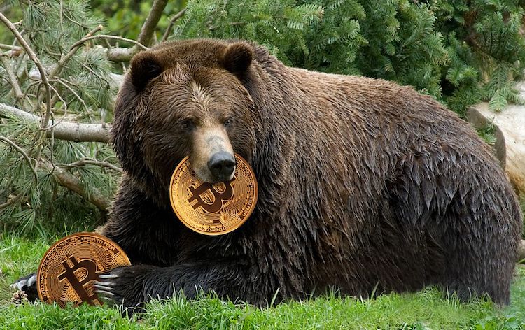 bitcoin bears